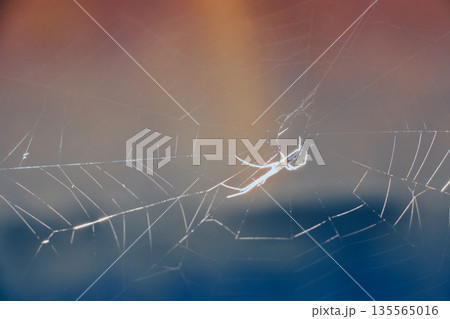 蜘蛛の巣に当たる日光 蜘蛛の巣に当たる日光 135565016