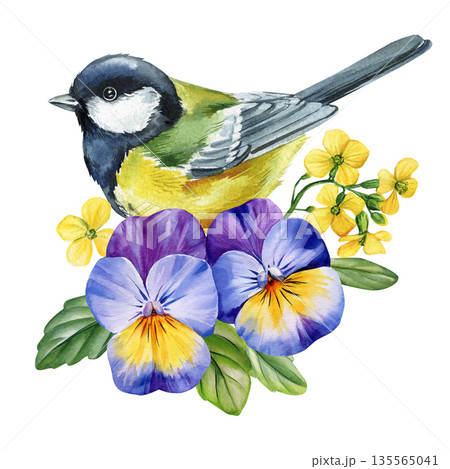 Great tit bird with pansies watercolor illustration with purple viola flowers and yellow mustard blooms with fresh green leaves 135565041