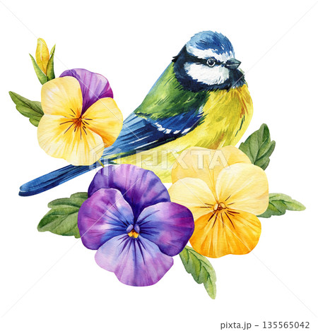 Blue tit with pansy flowers watercolor bird perched with yellow and purple viola blooms and green leaves on white background 135565042