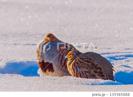 A freckle partridge - Perdix perdix on the snow A freckle partridge - Perdix perdix on the snow 135565088