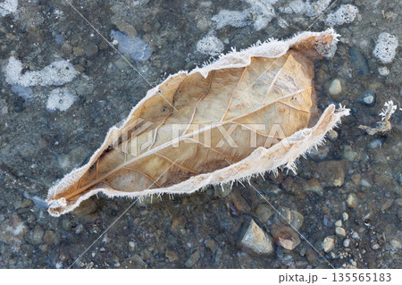 凍った落ち葉 135565183