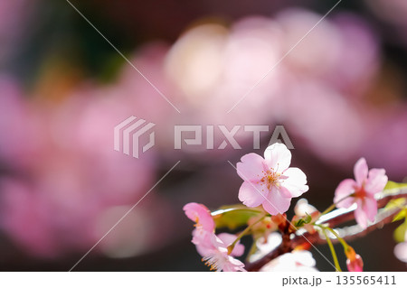 春の陽だまりに咲く桜 春の陽だまりに咲く桜 135565411