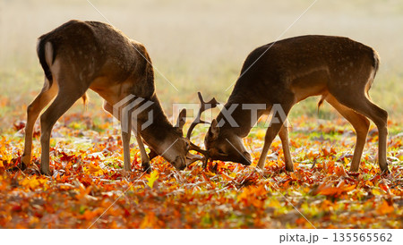 Young Fallow deer stags practice fighting during the rutting season in autumn Young Fallow deer stags practice fighting during the rutting season in autumn 135565562