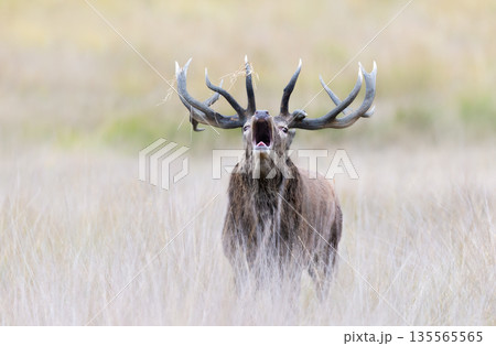 Portrait of a red deer stag roaring during rutting season in autumn 135565565
