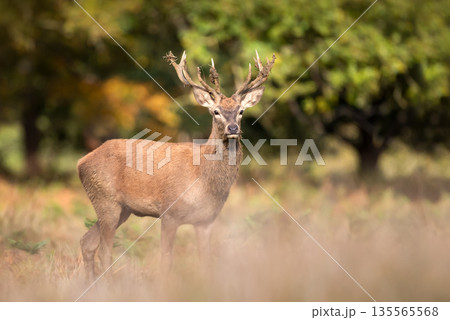 Young Red deer stag standing in ferns in autumn meadow 135565568