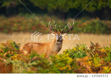 Red deer stag standing in ferns in autumn meadow 135565572