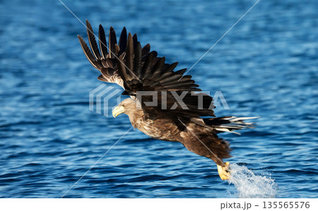 White-tailed sea eagle in flight with powerful claws catching fish White-tailed sea eagle in flight with powerful claws catching fish 135565576