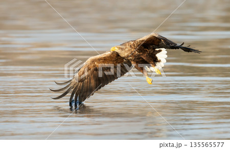 White-tailed sea eagle in flight over sea water with wings spread wide while hunting for fish White-tailed sea eagle in flight over sea water with wings spread wide while hunting for fish 135565577