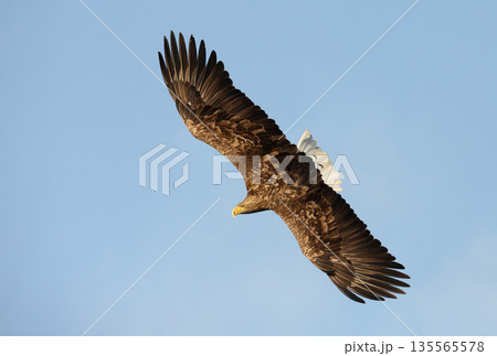 White-tailed sea eagle flying against a blue sky 135565578