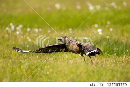Close-up of Great skua in flight over meadow Close-up of Great skua in flight over meadow 135565579
