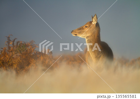 Portrait of female red deer hind standing in misty meadow at sunrise Portrait of female red deer hind standing in misty meadow at sunrise 135565581