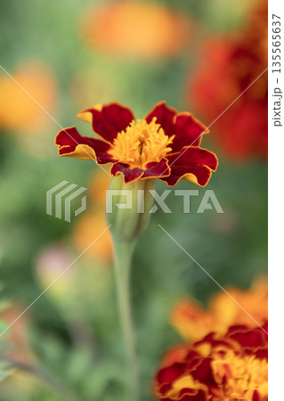 Marigold flower. Flowering marigold in nature. Macro of flowering marigold. Orange tagetes flower. Natural flower blossom. Flora nature. Bright blooming flower in nature 135565637