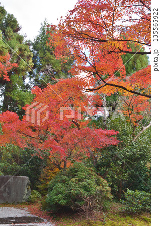 常照寺の紅葉 135565922