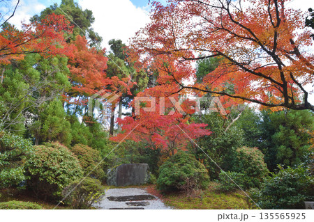常照寺の紅葉 常照寺の紅葉 135565925