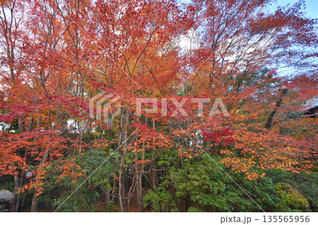 常照寺の紅葉 135565956
