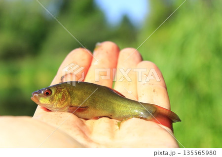 Tench caught on fishing-rod laying on human palm. Fishing concept 135565980