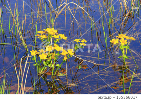 Caltha palustris growing in swamp. Spring flowers. Marsh Marigold flowers Caltha palustris growing in swamp. Spring flowers. Marsh Marigold flowers 135566017