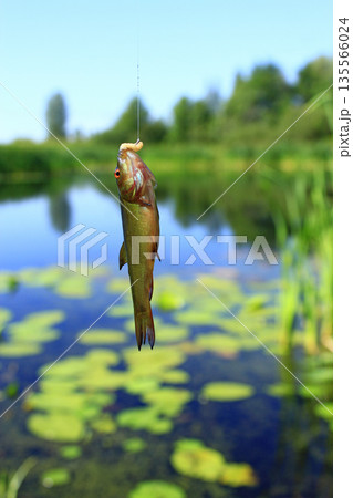 Small tench caught on fishing-rod. Fishing. Fish caught 135566024