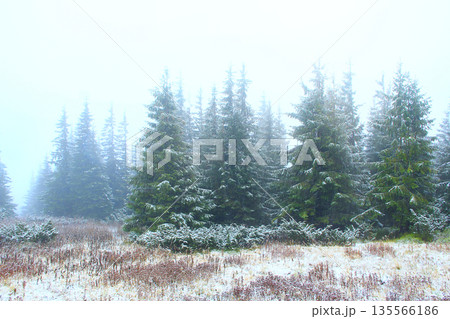 Forest with fir-trees after first snow in year. Gloomy fir wood Forest with fir-trees after first snow in year. Gloomy fir wood 135566186