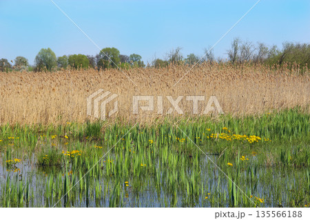 Caltha palustris growing in swamp. Spring flowers. Marsh Marigold flowers 135566188