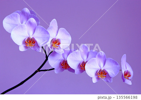 Pink orchid. Branch of the blooming decorative flower 135566198