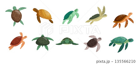Swim green turtle. Swimming tortoise reptile sea animal in shell, cartoon big turtles leatherback loggerhead galapagos species underwater wild life, kicky vector illustration Swim green turtle. Swimming tortoise reptile sea animal in shell, cartoon big turtles leatherback loggerhead galapagos species underwater wild life, kicky vector illustration 135566210
