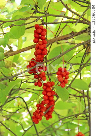 Branches of red schisandra. Schizandra chinensis plant with fruits on branch 135566304
