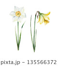 Spring daffodils flowers. Watercolor Narcissus, easter hand drawn illustration isolated on background, transparent png. Botanical and wedding clip art. For greeting card, wallpaper, wrapping paper 135566372