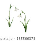 Spring snowdrop flower. Watercolor easter hand drawn illustration isolated on background, transparent png. Botanical and wedding clip art. For greeting card, wallpaper, wrapping paper design, textile 135566373