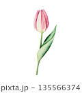 Spring pink tulip flower. Watercolor easter hand drawn illustration isolated on background, transparent png. Botanical and wedding clip art. For greeting card, wallpaper, wrapping paper design 135566374