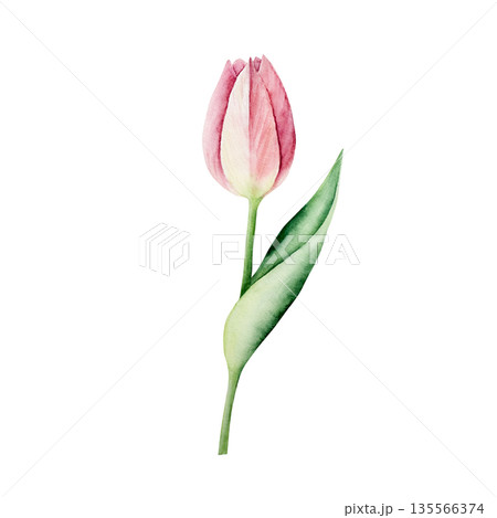 Spring pink tulip flower. Watercolor easter hand drawn illustration isolated on background, transparent png. Botanical and wedding clip art. For greeting card, wallpaper, wrapping paper design 135566374