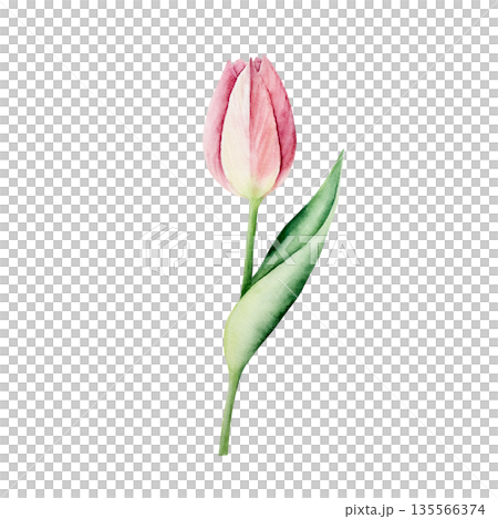 Spring pink tulip flower. Watercolor easter hand drawn illustration isolated on background, transparent png. Botanical and wedding clip art. For greeting card, wallpaper, wrapping paper design 135566374