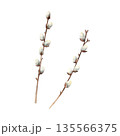 Spring willow branches. Watercolor easter hand drawn illustration isolated on background, transparent png. Botanical and wedding clip art. For greeting card, wallpaper, wrapping paper design, textile 135566375