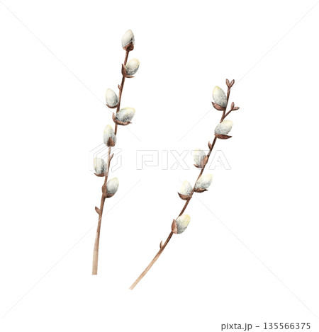 Spring willow branches. Watercolor easter hand drawn illustration isolated on background, transparent png. Botanical and wedding clip art. For greeting card, wallpaper, wrapping paper design, textile Spring willow branches. Watercolor easter hand drawn illustration isolated on background, transparent png. Botanical and wedding clip art. For greeting card, wallpaper, wrapping paper design, textile 135566375