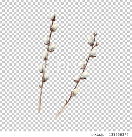 Spring willow branches. Watercolor easter hand drawn illustration isolated on background, transparent png. Botanical and wedding clip art. For greeting card, wallpaper, wrapping paper design, textile Spring willow branches. Watercolor easter hand drawn illustration isolated on background, transparent png. Botanical and wedding clip art. For greeting card, wallpaper, wrapping paper design, textile 135566375