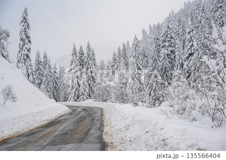 Snowy Road Through Winter Pine Forest 135566404