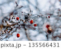 Frozen tree branch with red berries covered in ice and snow against soft blue winter trees background. Wintertime nature detail, cold weather scene. 135566431