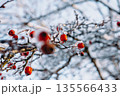 Frozen tree branch with red berries covered in ice and snow against soft blue winter trees background. Wintertime nature detail, cold weather scene. 135566433