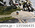 Hot takeaway coffee on a snowy outdoor table in winter park. Cozy winter morning concept, warm drink during cold weather. Cafe or coffee shop terrace 135566435