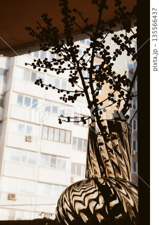Minimalist interior still life featuring a transparent glass vase with red berry branches placed on a windowsill. A play of shadows and light on wall. 135566437