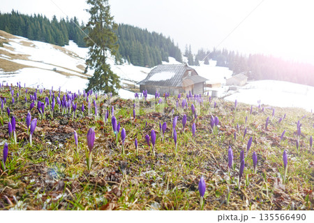 Crocuses growing near house. Flowers in snow. Glade of beautiful crocuses Crocuses growing near house. Flowers in snow. Glade of beautiful crocuses 135566490