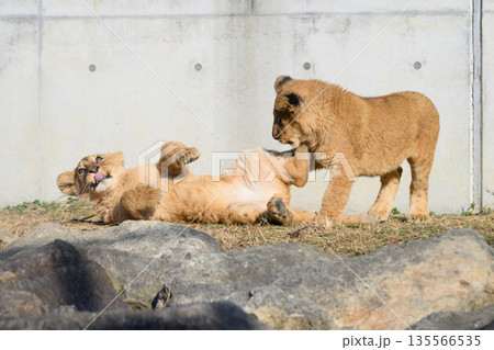 寝る子とのぞき込むライオンの子 寝る子とのぞき込むライオンの子 135566535