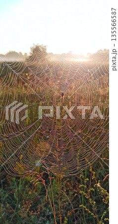 Spider's web closeup with drops of dew at dawn. House of spider Spider's web closeup with drops of dew at dawn. House of spider 135566587