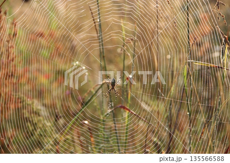 Spider's web closeup with drops of dew at dawn. House of spider Spider's web closeup with drops of dew at dawn. House of spider 135566588