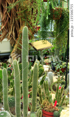 Trichocereus spachianus. desert plant in greenhouse. cactus growing in garden Trichocereus spachianus. desert plant in greenhouse. cactus growing in garden 135566755