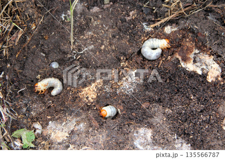 Larva of woodworm living under pine bark. Common furniture beetle. Insect pest Larva of woodworm living under pine bark. Common furniture beetle. Insect pest 135566787