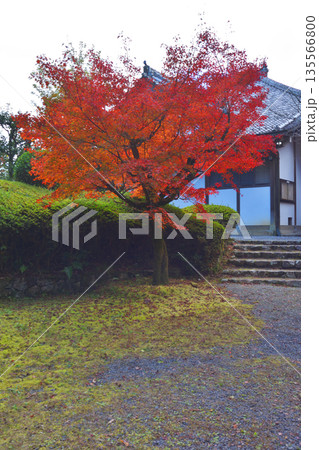 常照寺の紅葉 135566800