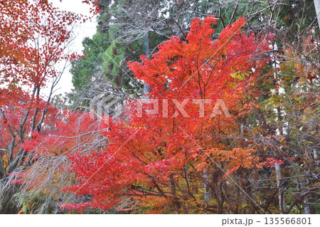 常照寺の紅葉 135566801