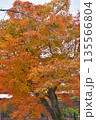 常照寺の紅葉 常照寺の紅葉 135566804