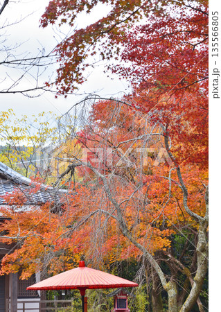 常照寺の紅葉 常照寺の紅葉 135566805